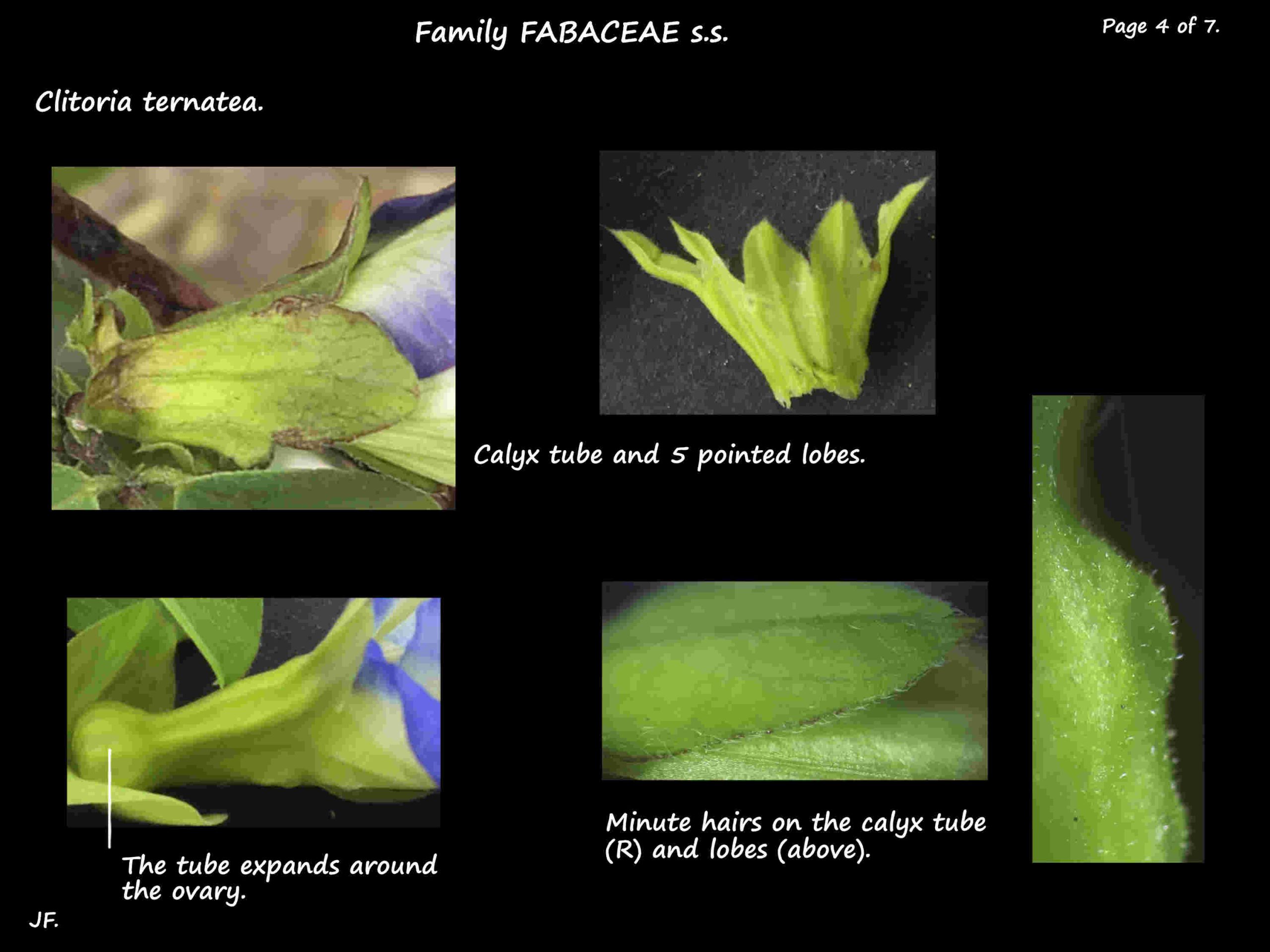 4 Clitoria ternatea calyx